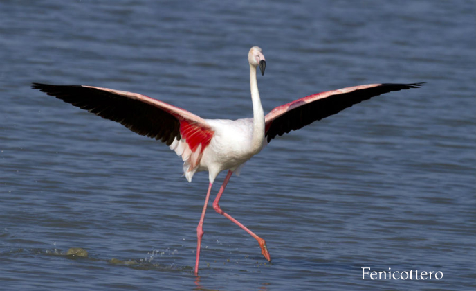 Fauna7